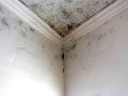 Mold Odor Removal Services in Sheridan, AR